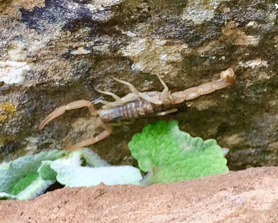 Scorpions - about 6cm long... at Dikaios Mountain