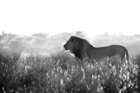 Löwe Kgalagadi Transfrontier National Park