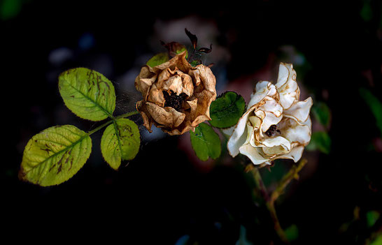 Psychologue de couple a Auxerre j'etouffe dans mon couple