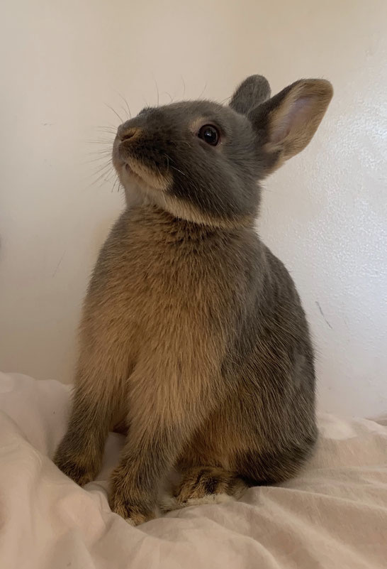 Elevage De Lapin Nain Ile De France