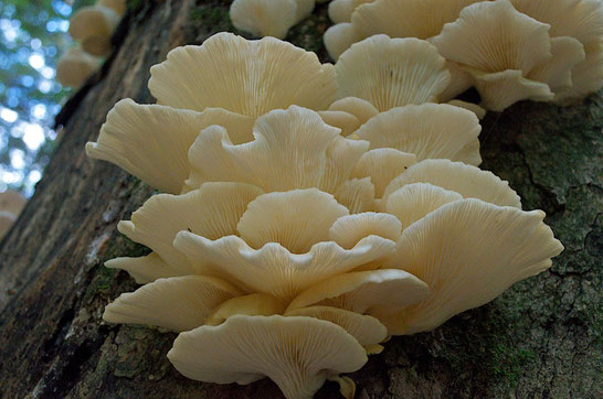 Oyster mushrooms (Pleurotus ostreatus)