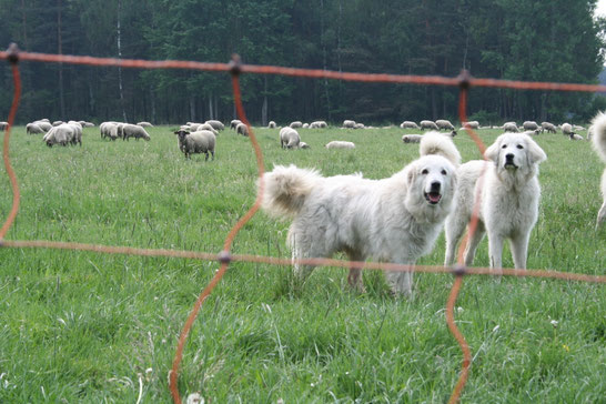 Herdenschutzhunde, Foto: NABU/ Anette Wolff