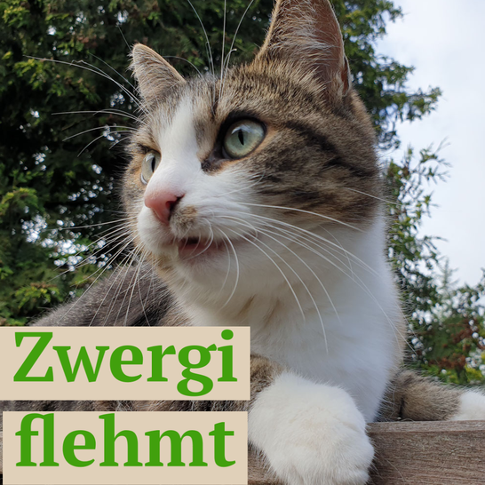 Flehmende Katze