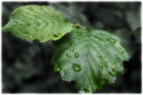 Nach einem Regenschauer