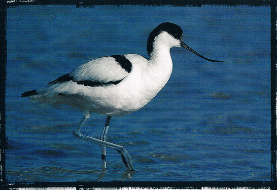 La Avoceta es una de las aves más representativas del parque del Fondo, Alicante, Comunidad Valenciana.