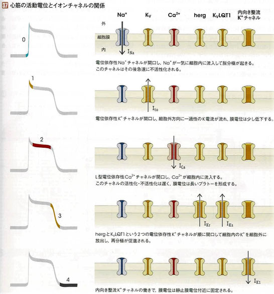 心筋の活動電位とイオンチャネルとの関係