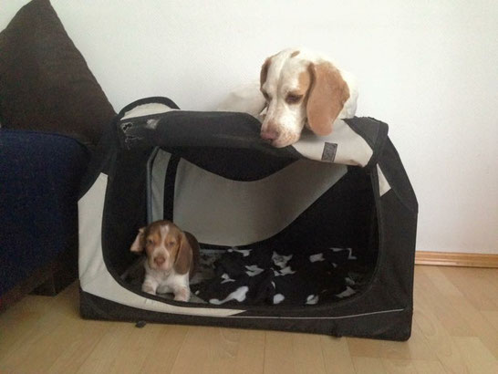 Beagle Harper + Coroner - Alltagstraining - hier auf ihrem Liegeplatz der Hundebox