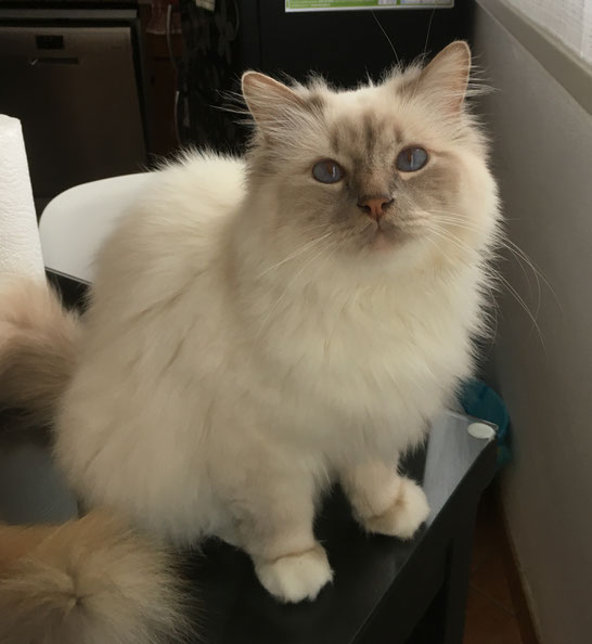 Caratteristiche Del Gatto Sacro Di Birmania Allevamento Gatto