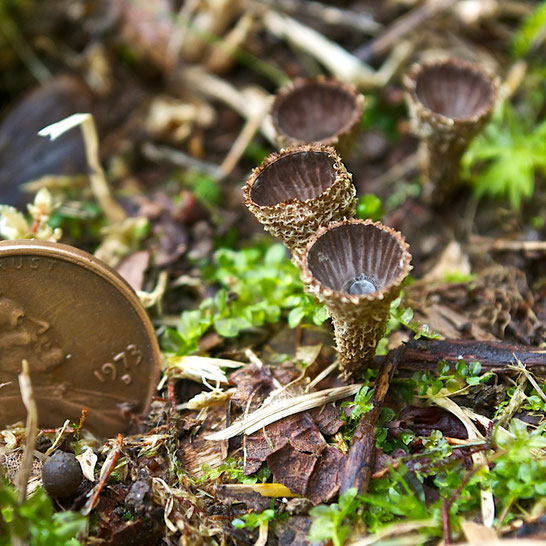 The tiny yet beautiful Fluted Bird's Nest fungus (Cyathus striatus) growing in a mowed field at Distant Hill Gardens.