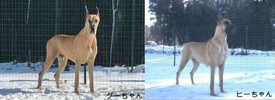 koromo2011 ページ！