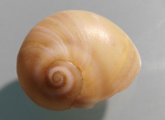 Neverita josephinia, Santa Severa
