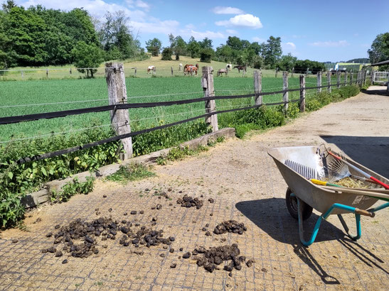 Schubkarre vor Hügel mit Pferden