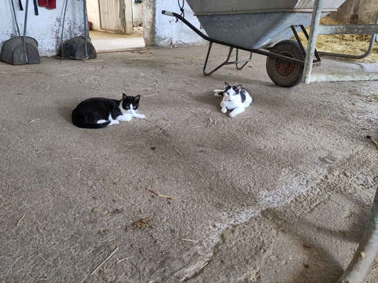 Zwei schwarzweiße Kätzchen liegen in der Stallgasse