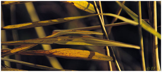 Schilf im Herbstgewand