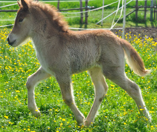 Tiergestütze Therapie, Norwegische Waldkatzenzucht München