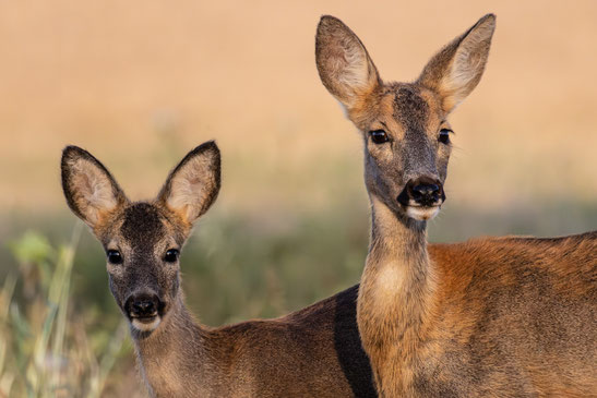 Rehe Foto: Michael Lamberty 