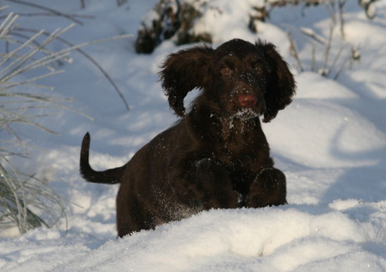 "Winterbourne Move On To Belauer See" Vicky, Field Spaniel puppy at the age of four months Photos: Ulf F. Baumann