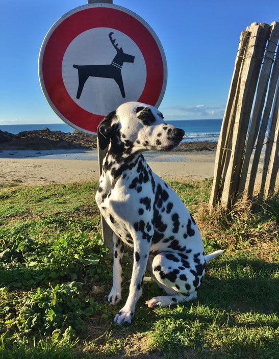 Hundeverbotsschild, Strand Cap Sizun, Dalmatiner Amy