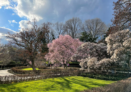 pink and white magnolia trees in bloom against blue sky with clouds