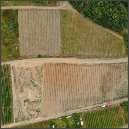 Agro-Forst-Projekt und Piwi-Projekt des Staffelter Hof in Kröv an der Mosel