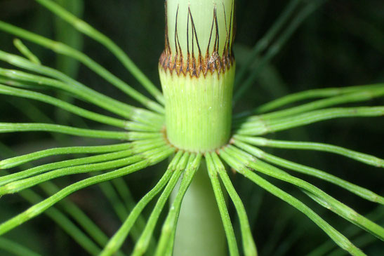 Riesen-Schachtelhalm ( Equisetum telmateia) (Foto: Claudia Neumann) 