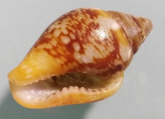 Columbella rustica, Santa Severa.