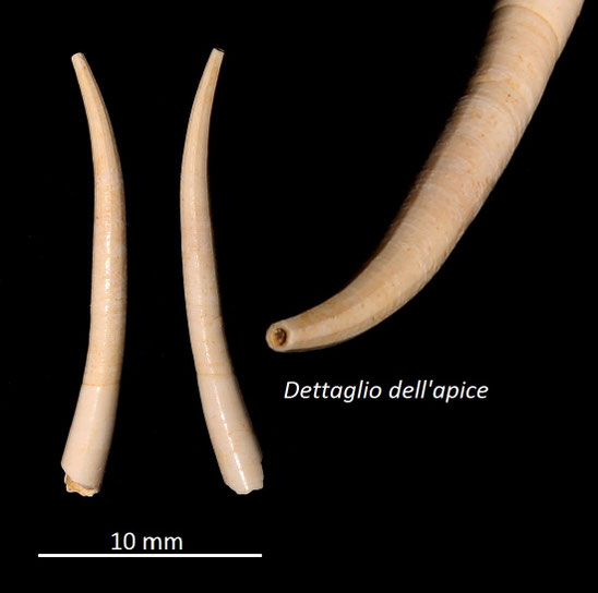 Dentalium ex-lamarcki, Miocene dell'Aquitania
