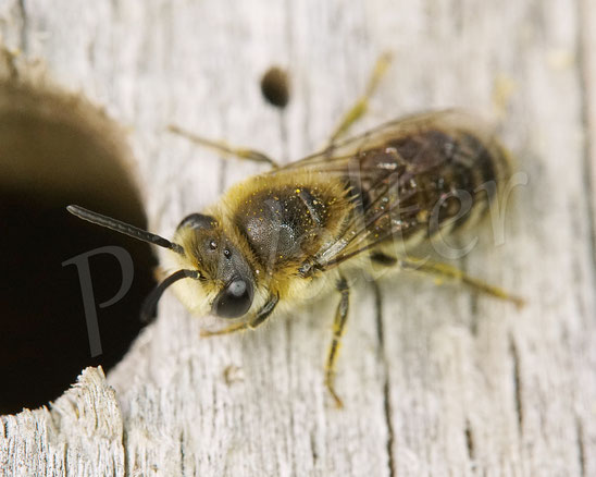 Bild: Seidenbienen-Weibchen, Colletes spec., an der Wiesen-Margerite