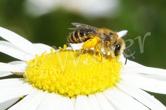 Bild: Seidenbienen-Weibchen, Colletes spec., an der Wiesen-Margerite