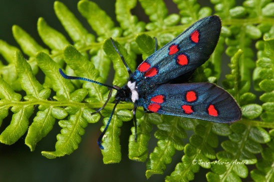 Z. lavandulae izilanica (Rif occidental) (Photo J.-M. André on an indication of M. Tarrier) 