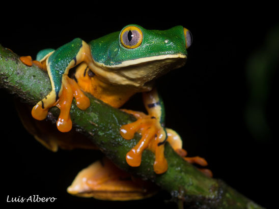 herping tour costa rica