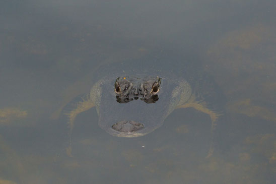 herping tour costa rica