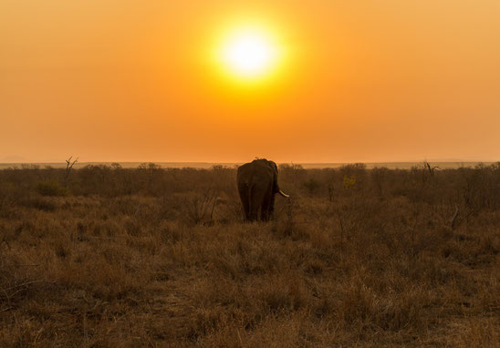 Elefant in Swaziland Hlane
