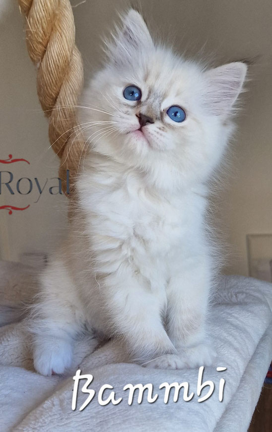 Bammbi, femelle seal tortie tabby mitted