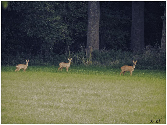 Rehe am frühen Morgen am Waldrand