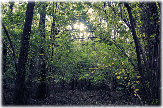 Mitten im Wald