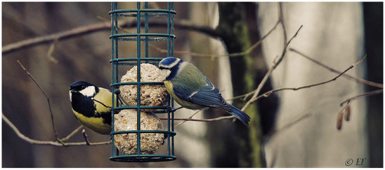 Aufgeweckt & quirlig: Kohl - & Blaumeise