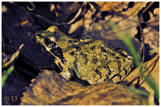 Ein Grasfrosch