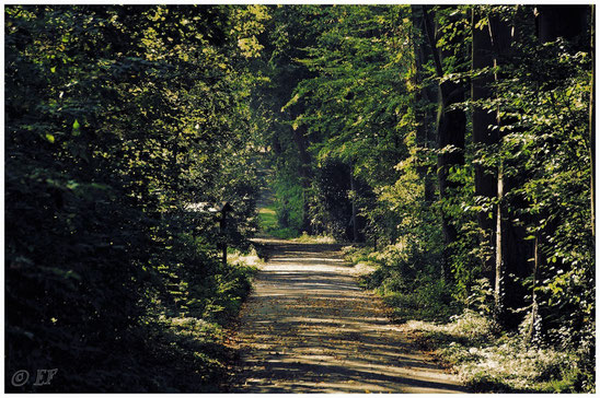 Ein Waldspaziergang