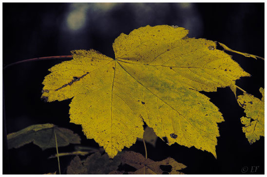 Herbstgewand