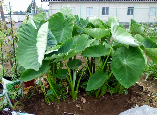 さといも 栽培1 ブログ うちの畑でとれちゃいました さといも 栽培1 ブログ うちの畑でとれちゃいました