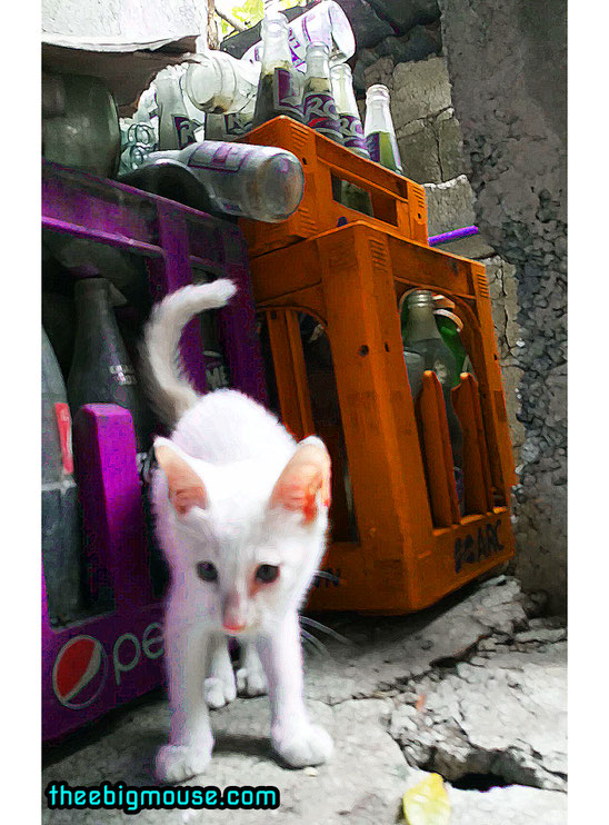Cute Kitten Photography