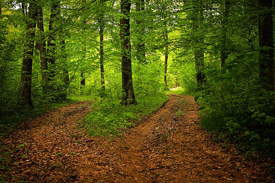 Aide pour guider sur le chemin du sous bois qui se sépare en deux dans la forêt