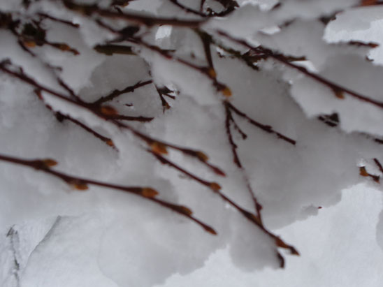 schneebedeckte Zweige