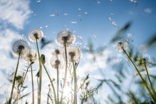 einige Pusteblumen von unten fotografiert mit Blick in den Himmel, Pusteblumensamen fliegen in der Luft