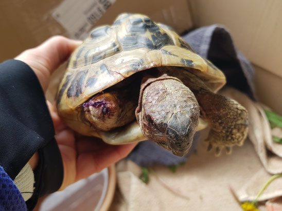 Die dreibeinige Schildkröte wurde gerettet und opariert. Foto: Verein Chüücha/Ines Kosin, hochgeladen im Originalbeitrag von Anna Triebaumer