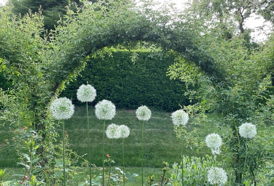 onion blossoms in green archway in garden