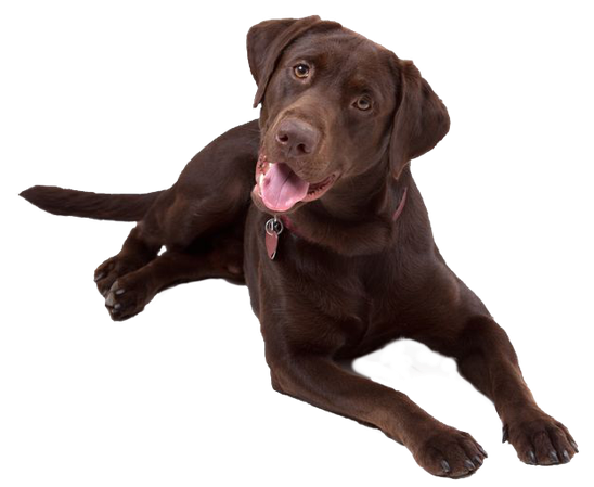Hundeschule Lilienthal Ihre Hundeschule MOMO