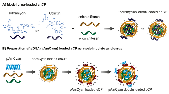 Starch-Chitosan Polyplexes as a versatile carrier system for anti-infectives