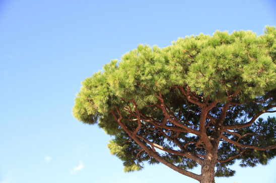Bach-Blüte Pine, Schuld, Organsprache